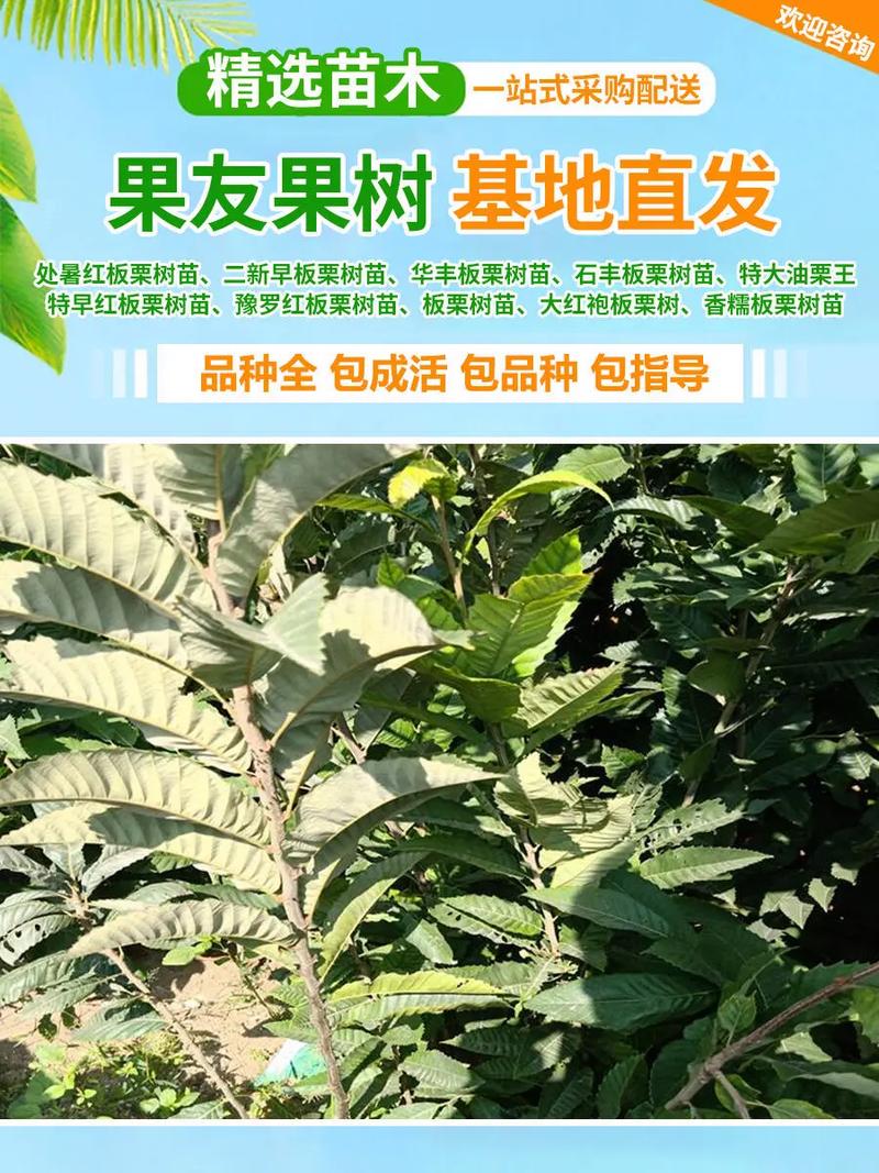 八月炸果树苗多少钱一棵?2026年价格参考与选购指南 八、适种地区与结果年限