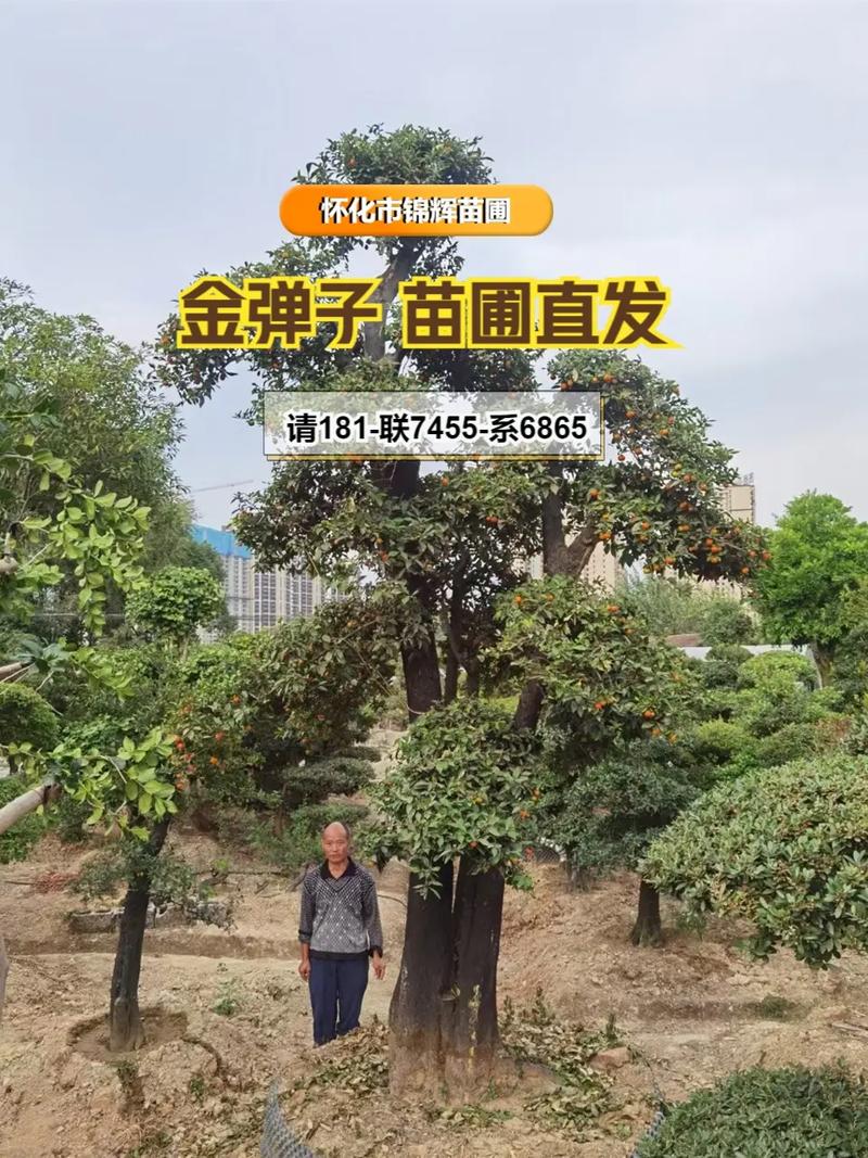 八月炸果树苗多少钱一棵?2026年价格参考与选购指南 九、常见问题(FAQ)