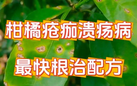 柑橘树烂根怎么办？常见原因排查与有效防治方法