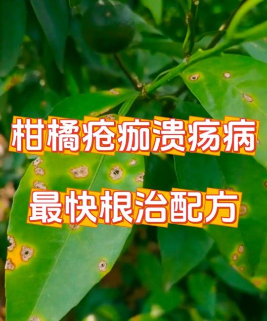 柑橘树烂根怎么办？常见原因排查与有效防治方法