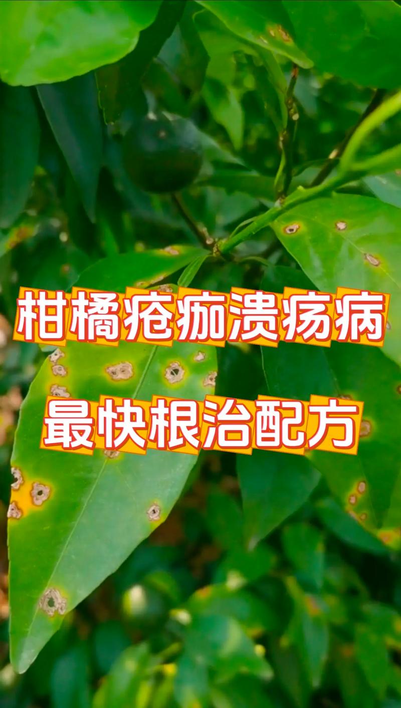 柑橘树烂根怎么办?常见原因排查与有效防治方法 常见原因列表