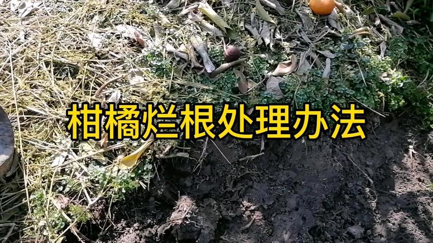 柑橘树烂根怎么办?常见原因排查与有效防治方法 针对性处理办法