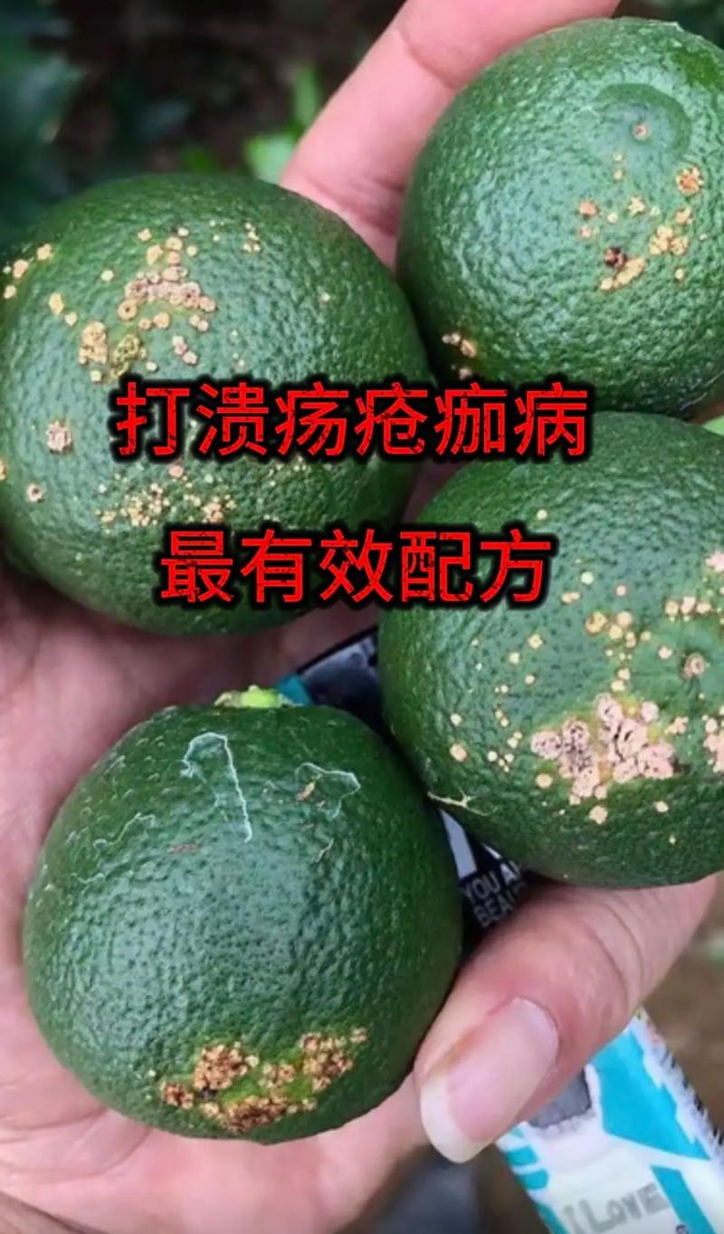 柑橘树烂根怎么办?常见原因排查与有效防治方法 分步排查清单
