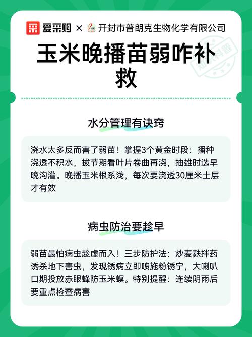 玉米弱苗如何补救 五、加强水分管理,避免干旱和积水