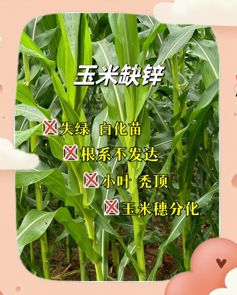 玉米弱苗如何补救 七、预防比补救更重要