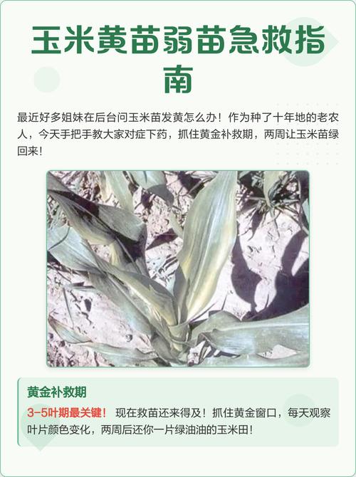 玉米弱苗如何补救 结语