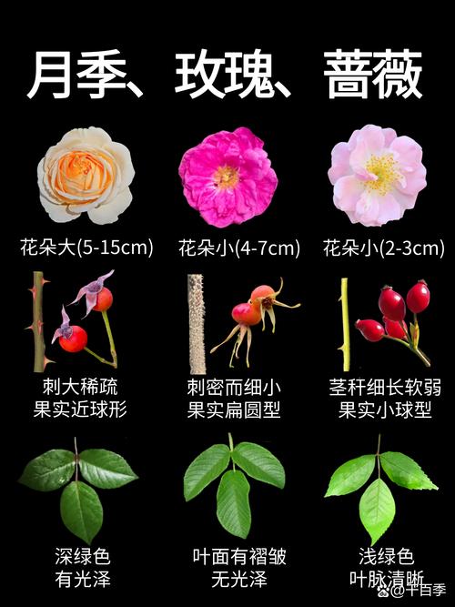 月季和玫瑰是一种花吗?揭秘区别与月季家庭养护全攻略 月季和玫瑰是一种花吗?揭秘区别与月季家庭养护全攻略