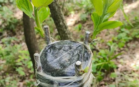 太秋甜柿用什么砧木嫁接好？权威砧木选择与嫁接技术全解析