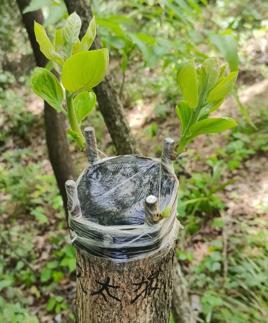 太秋甜柿用什么砧木嫁接好？权威砧木选择与嫁接技术全解析
