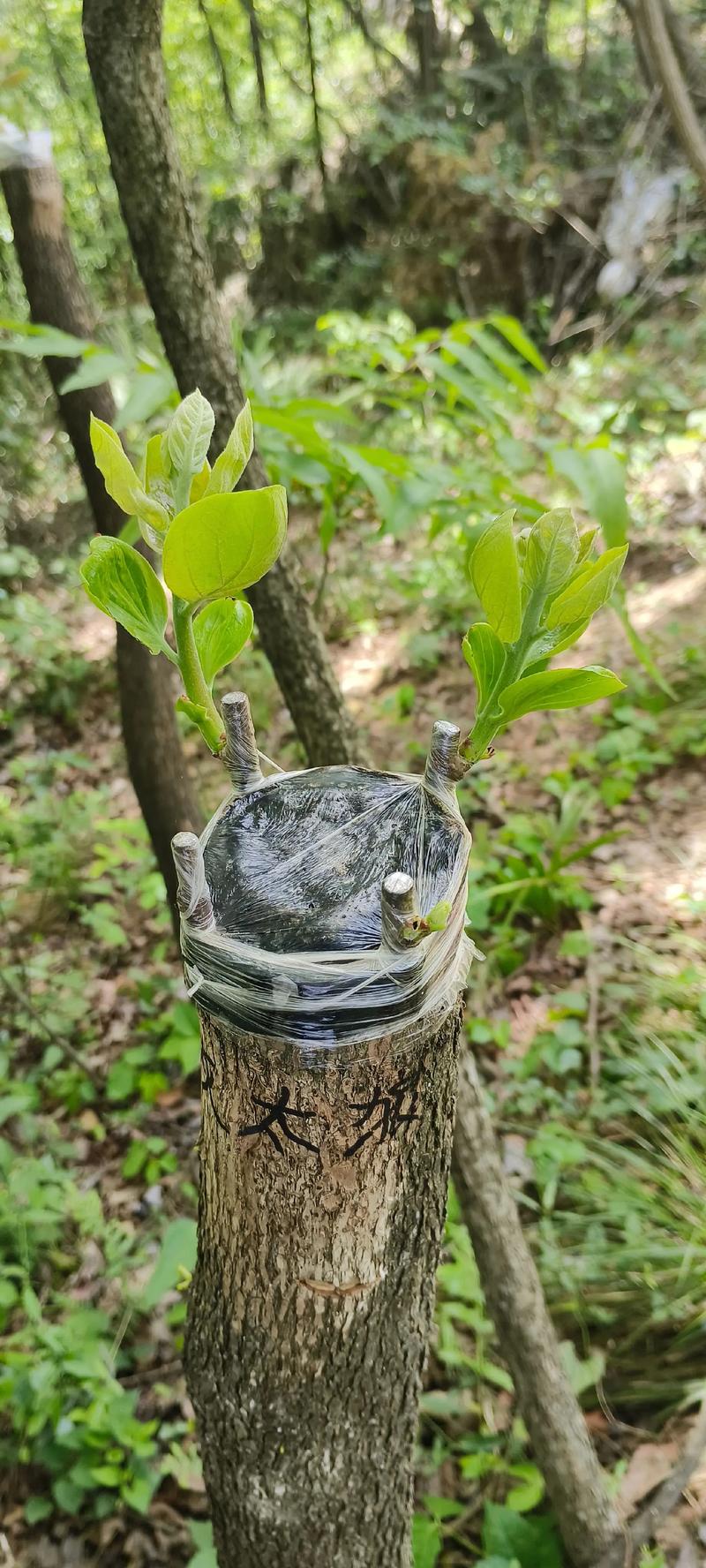 太秋甜柿用什么砧木嫁接好?权威砧木选择与嫁接技术全解析 一、砧木品种鉴定与筛选:三种主流砧木的差异化对比