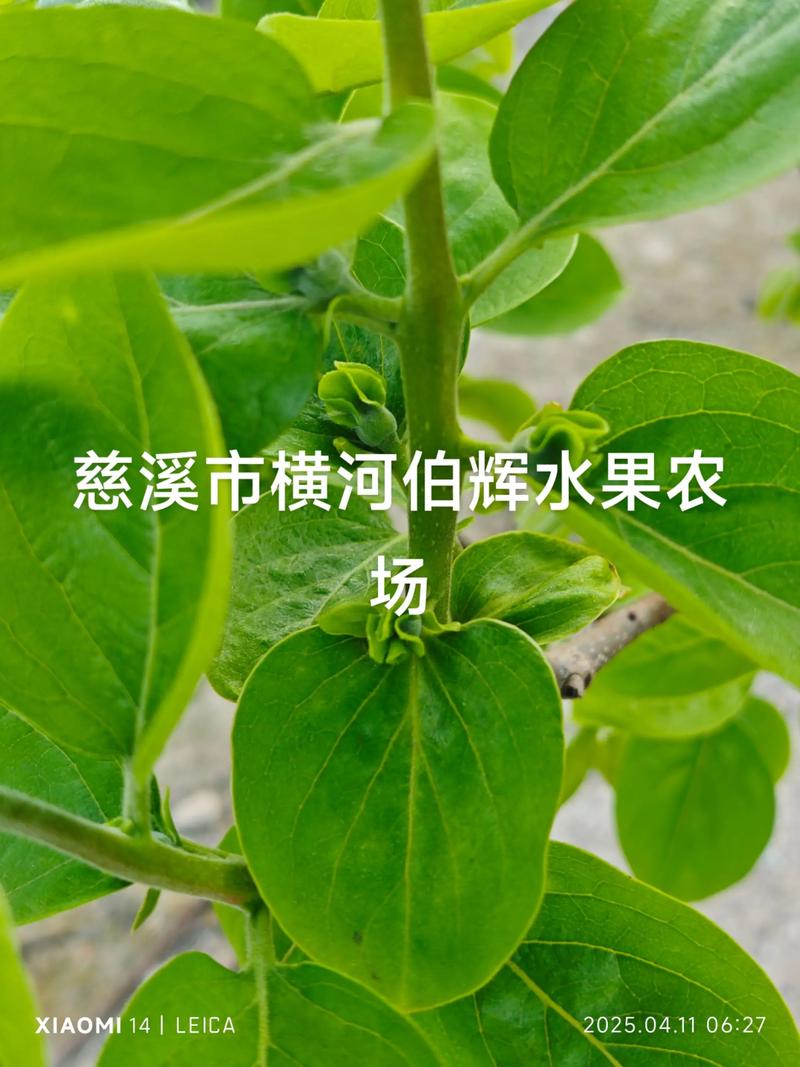 太秋甜柿用什么砧木嫁接好?权威砧木选择与嫁接技术全解析 四、幼苗管理指南与移栽决策