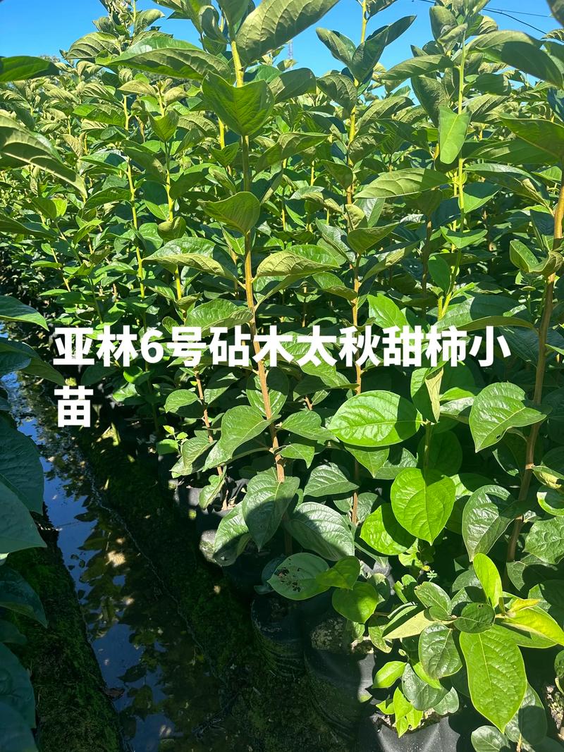 太秋甜柿用什么砧木嫁接好?权威砧木选择与嫁接技术全解析 三、成活率影响因素与失败诊断
