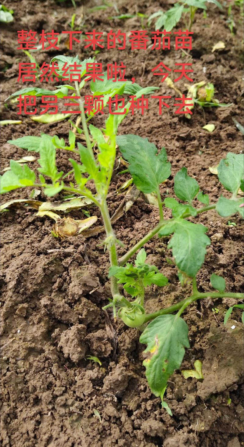 番茄苗怎么移植?掌握这5个步骤,成活率大大提高 三、带土起苗,轻拿轻放