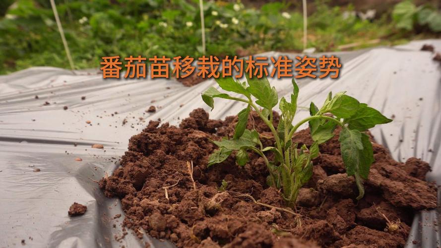 番茄苗怎么移植?掌握这5个步骤,成活率大大提高 二、准备好土壤与容器