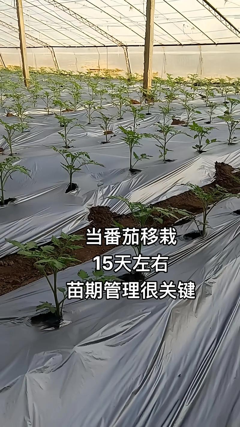 番茄苗怎么移植?掌握这5个步骤,成活率大大提高 四、定植深度与间距有讲究