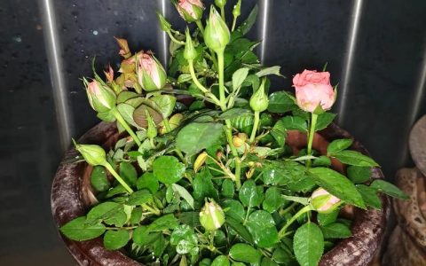 刚买来的月季花如何养？新手必看的缓苗养护全攻略（含浇水施肥/光照修剪/换盆越冬指南）