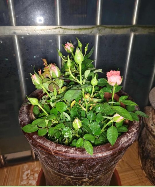 刚买来的月季花如何养？新手必看的缓苗养护全攻略（含浇水施肥/光照修剪/换盆越冬指南）