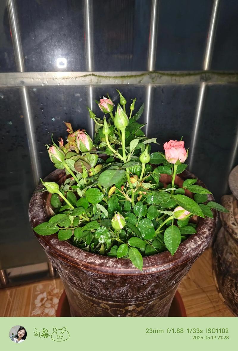 刚买来的月季花如何养?新手必看的缓苗养护全攻略(含浇水施肥/光照修剪/换盆越冬指南) 刚买来的月季花如何养?新手必看的缓苗养护全攻略(含浇水施肥/光照修剪/换盆越冬指南)