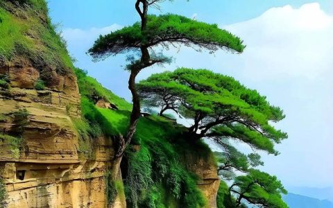 松树与迎客松六大维度对比：外观、习性、用途与选购指南