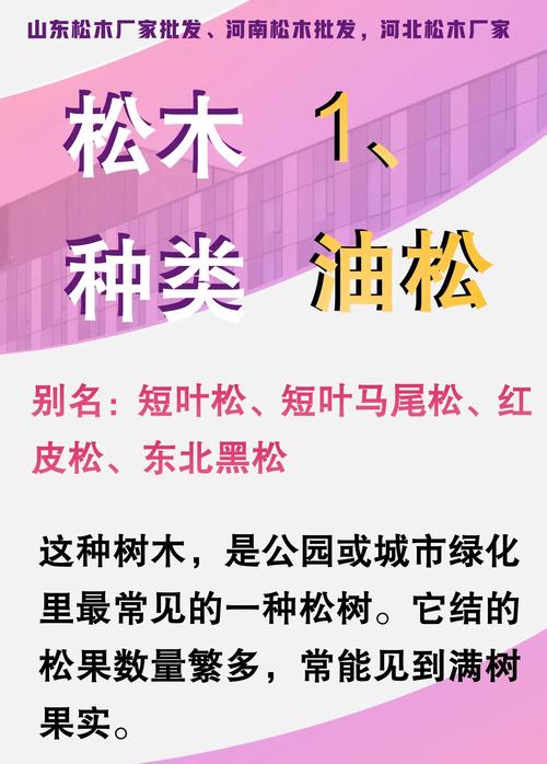 松树与迎客松六大维度对比:外观、习性、用途与选购指南 用途与价格对比