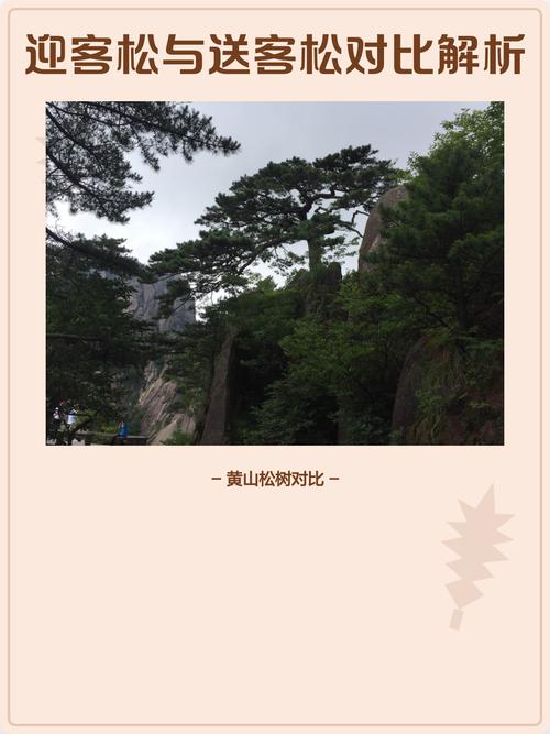 松树与迎客松六大维度对比:外观、习性、用途与选购指南 适种地区与养护难度