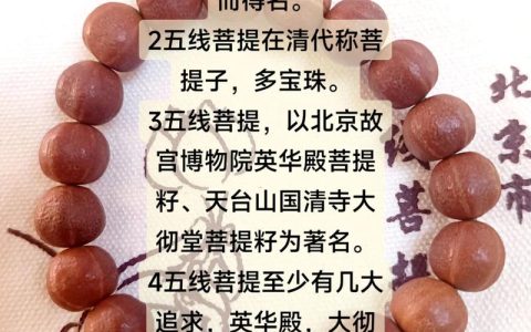 菩提树种子叫什么？详解菩提子与菩提树种子的关系及植物百科
