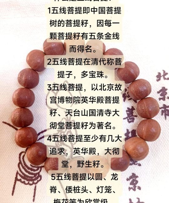 菩提树种子叫什么？详解菩提子与菩提树种子的关系及植物百科