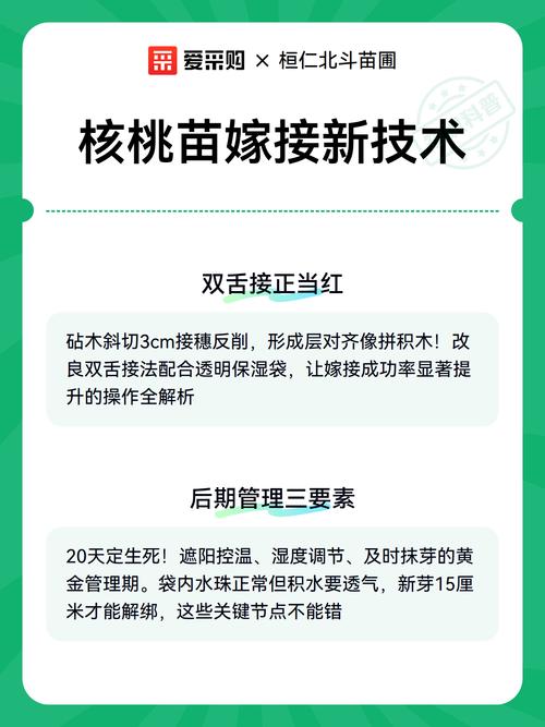 核桃苗培育的核心结论是:优先用本地实生砧木嫁接优良品种,成苗快、整齐度高、后期结果更稳定。 核桃苗移栽要看根系,不看日历