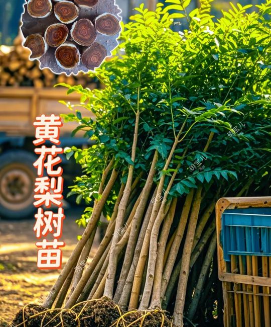 黄花梨树园艺种植与木材盘玩养护全攻略
