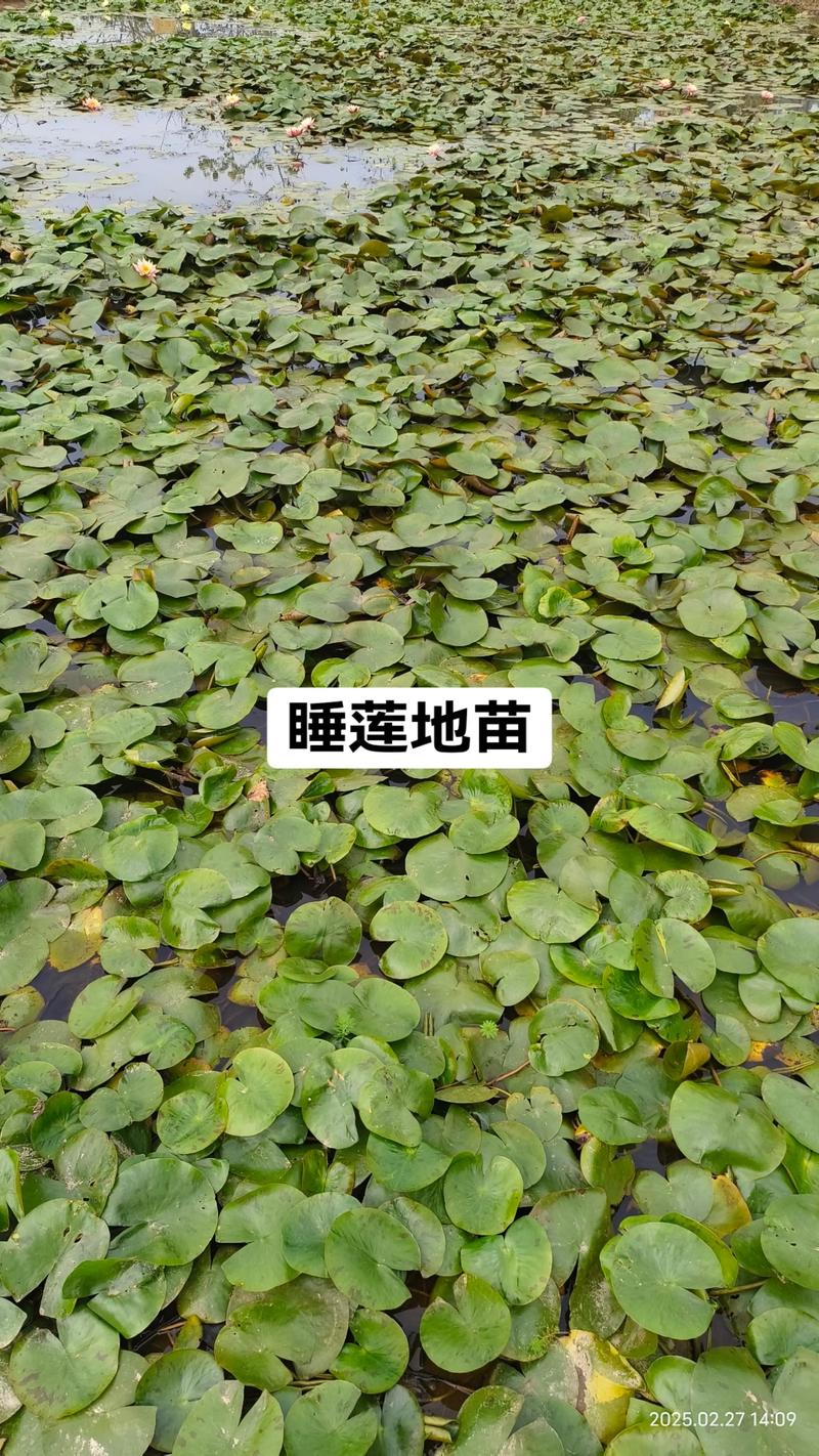 哪里能买到真睡莲种苗?教你一套可靠渠道核查方法 哪里能买到真睡莲种苗?教你一套可靠渠道核查方法