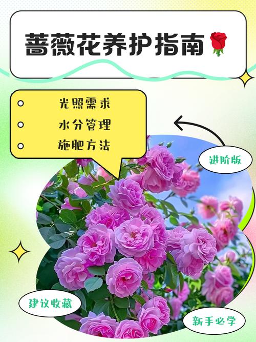 盆栽蔷薇花在室外能过冬吗?科学养护指南与越冬方案 FAQ(常见问题)