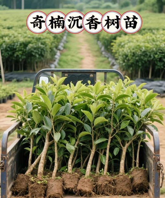 奇楠沉香树苗种植全指南：选址、土壤与成活技巧