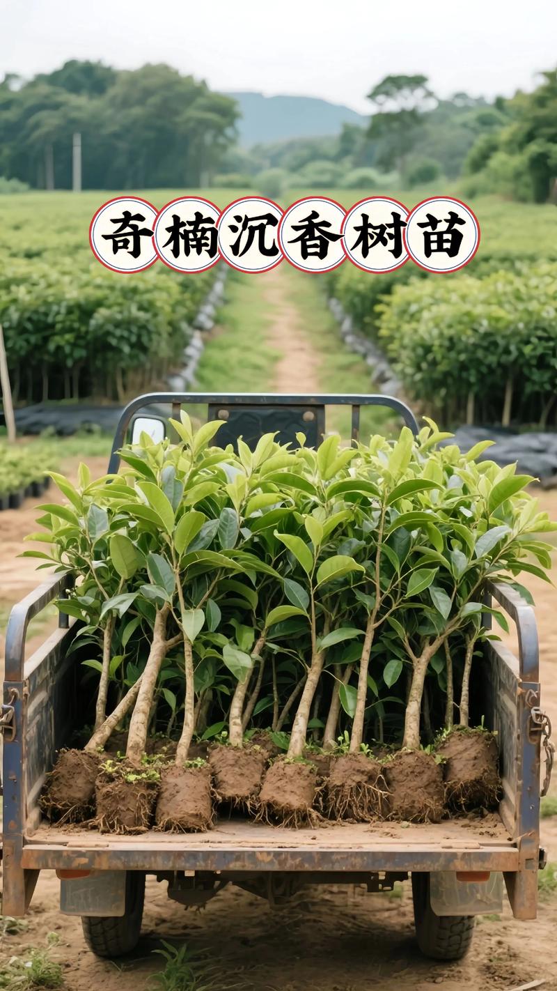 奇楠沉香树苗种植全指南:选址、土壤与成活技巧 奇楠沉香树苗种植全指南:选址、土壤与成活技巧