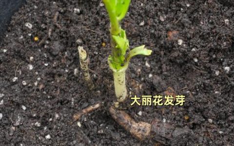 大丽花种子种植全攻略：时间、方法与成活技巧