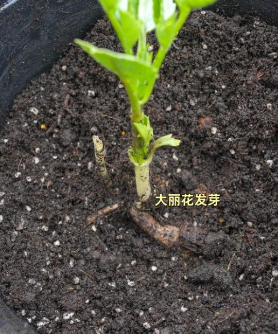 大丽花种子种植全攻略：时间、方法与成活技巧
