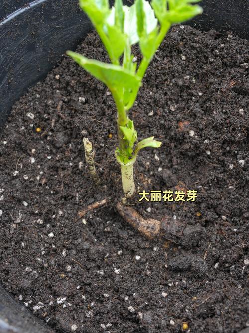 大丽花种子种植全攻略:时间、方法与成活技巧 大丽花种子种植全攻略:时间、方法与成活技巧
