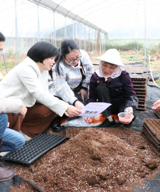 玉米可以移栽种植吗？掌握这7个技术要点，成活率高、产量稳
