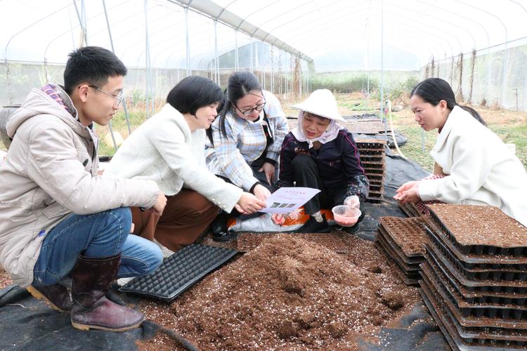 玉米可以移栽种植吗?掌握这7个技术要点,成活率高、产量稳 玉米可以移栽种植吗?掌握这7个技术要点,成活率高、产量稳