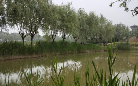 芦苇草多少钱一吨？2026年价格参考与五大影响因素详解
