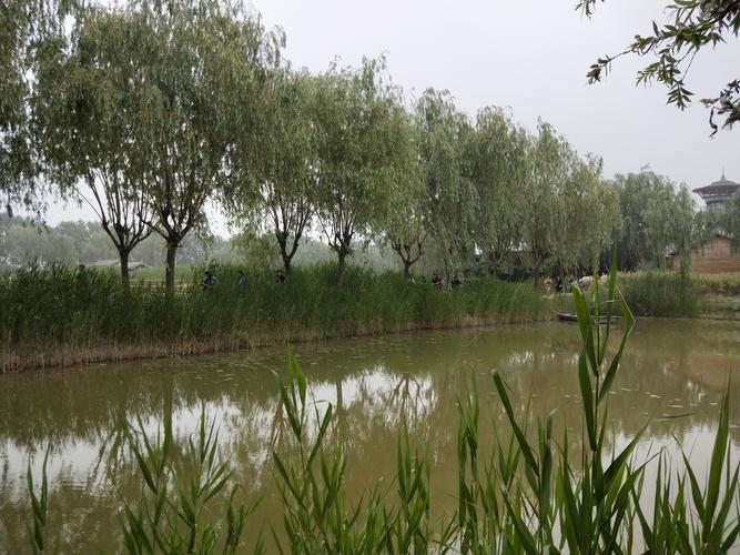 芦苇草多少钱一吨?2026年价格参考与五大影响因素详解 价格快速参考