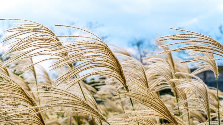 芦苇草多少钱一吨?2026年价格参考与五大影响因素详解 数量因素——大批量采购降幅明显