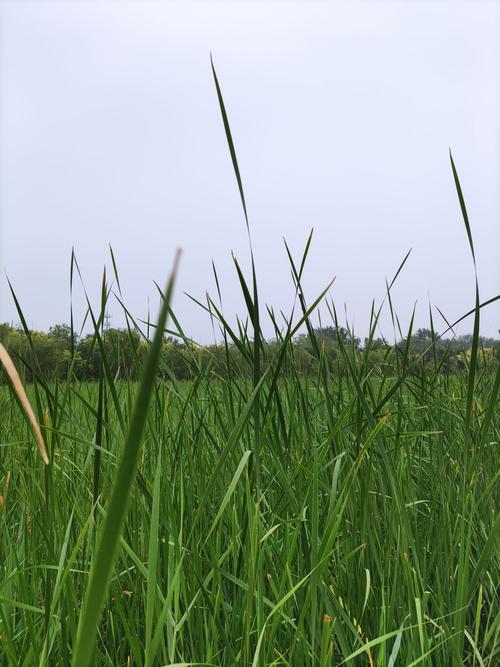 芦苇草多少钱一吨?2026年价格参考与五大影响因素详解 运输因素——物流成本占10% – 30%