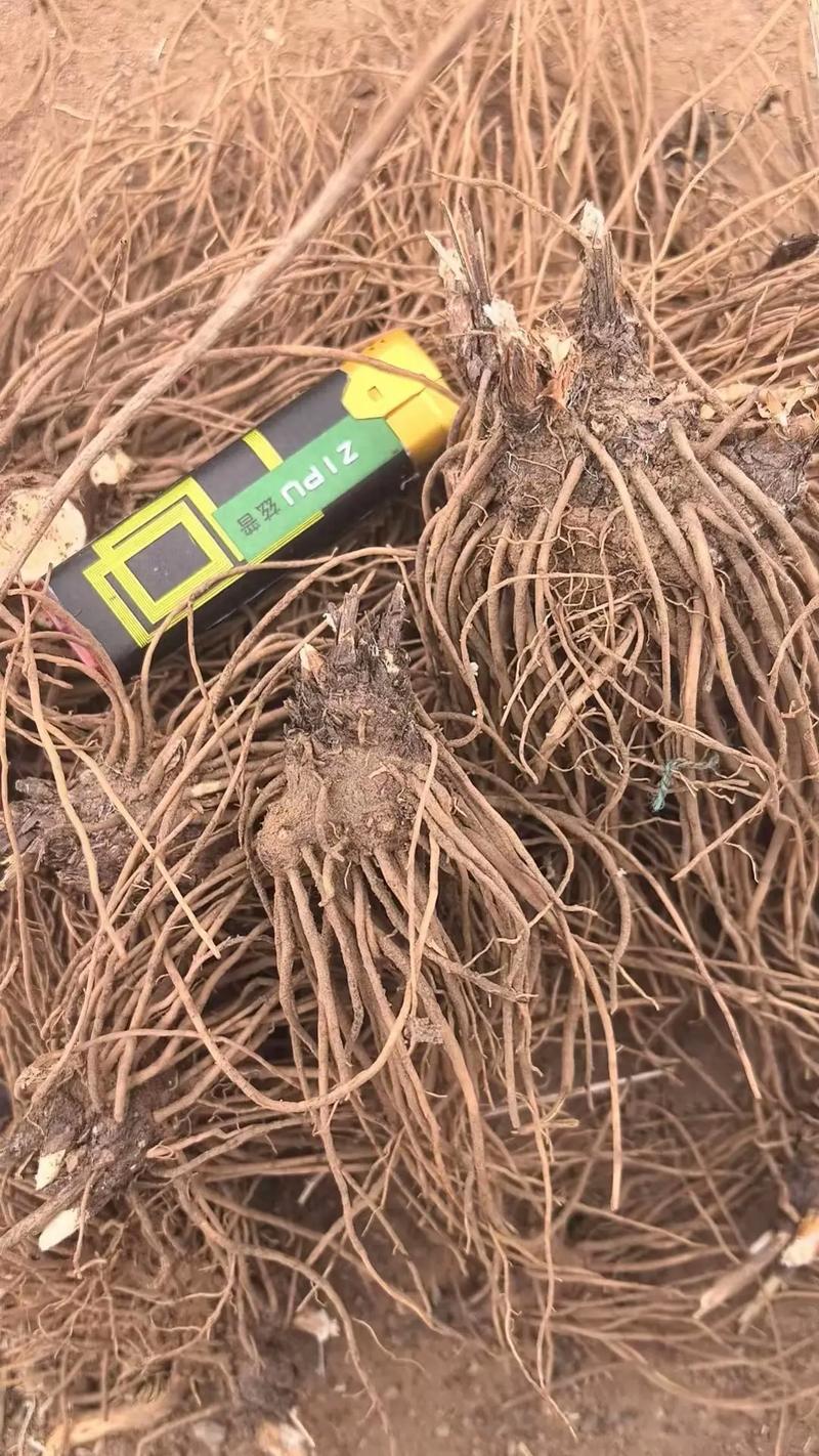 一斤苍术种子多少钱?2025年最新参考报价与五大影响因素 一、规格决定“起跑价”