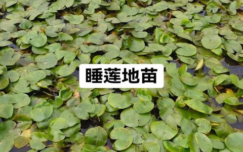 无土能种睡莲花吗？能，但必须用“假土”基质