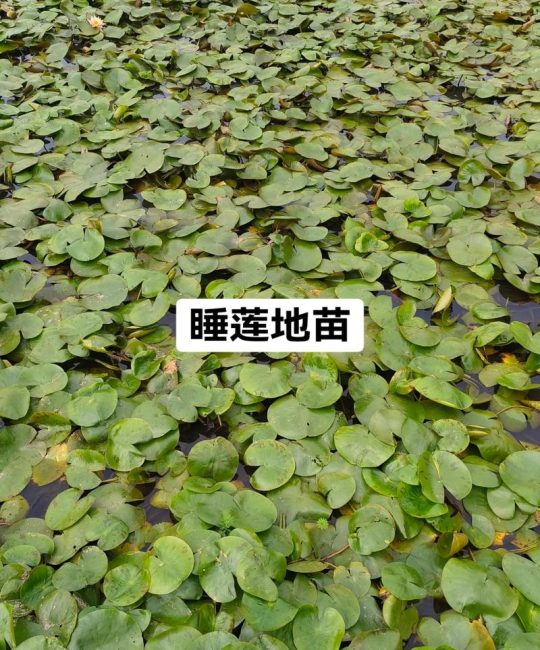 无土能种睡莲花吗？能，但必须用“假土”基质
