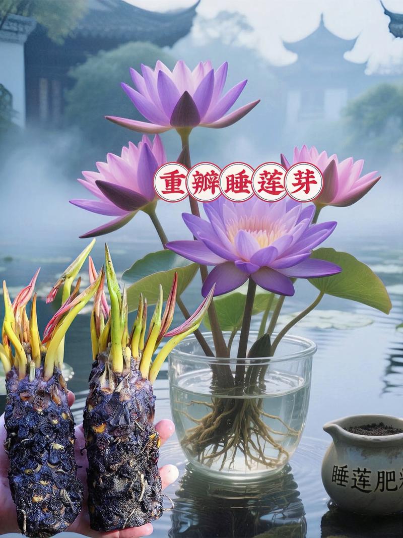 无土能种睡莲花吗?能,但必须用“假土”基质 二、无土种植睡莲的操作步骤(以黏土基质为例)