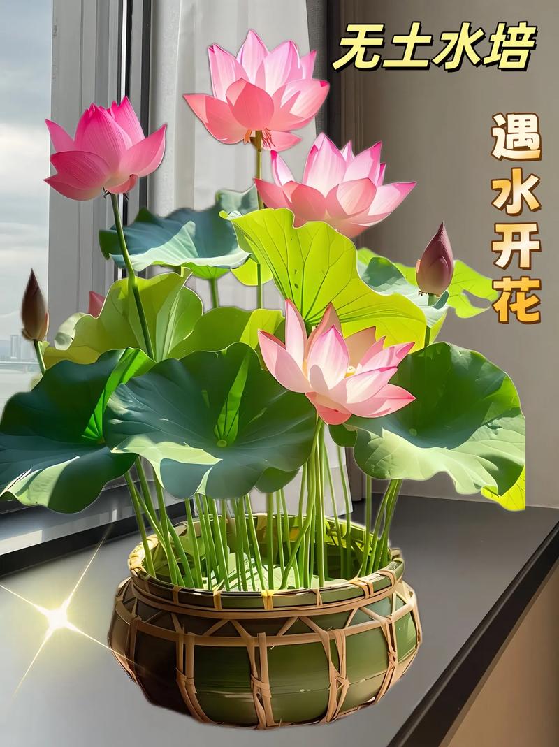 无土能种睡莲花吗?能,但必须用“假土”基质 三、常见错误与补救措施