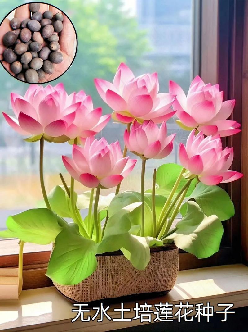 无土能种睡莲花吗?能,但必须用“假土”基质 五、总结:无土种睡莲的3个核心要点