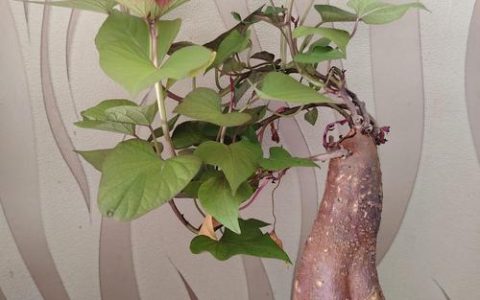 红薯发芽了怎么种盆栽？家庭阳台种植全流程指南