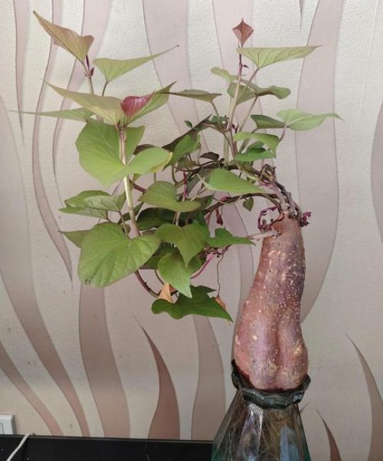 红薯发芽了怎么种盆栽？家庭阳台种植全流程指南